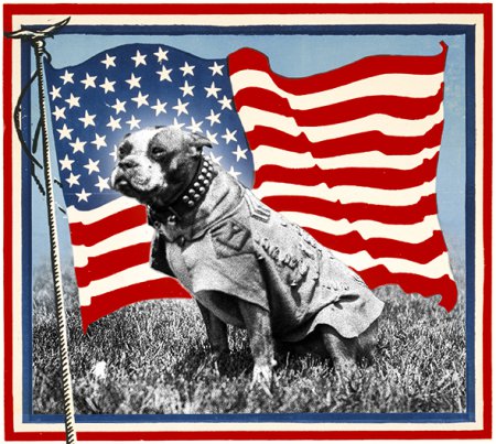 The Real W.W. I Sgt. Stubby